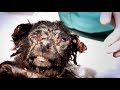 Amazing transformation of little black dog with the saddest eyes ! MUST SEE!!