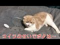 【経過観察】行動を封じられて放心状態の猫【エリザベス】