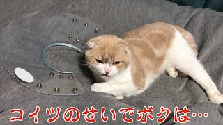 【経過観察】行動を封じられて放心状態の猫【エリザベス】