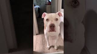 Nap time shenanigans #fulltimerv #rvdogs #rvlife #nappingdogs #pittbull