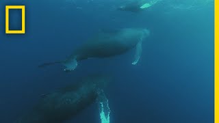 Humpback Whale Migration | Shark vs Whale