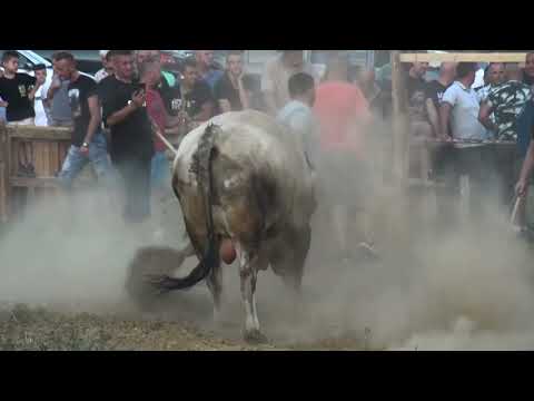 ALKAR (vl. Dado Kresic) - GOLUB (vl. Safet Begic) - VISOKO - STUPARICI - 16.07.2022.