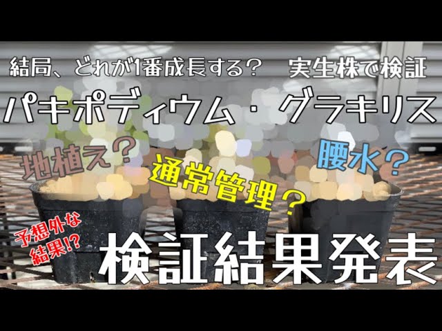 file34 検証！グラキリス実生、どの育成方法が1番成長する？ 検証結果