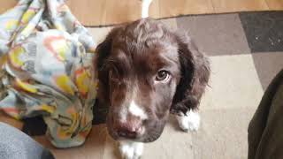 9 Week Old English Springer Spaniels ESS Puppy, Puppies. by Wixy Belle 1,157 views 2 years ago 10 minutes, 20 seconds