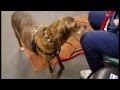 Without Fear or Force Vet Care - Toothbrush and Ears Care Without Fear or Force Vet Care - Toothbrush and Ears Care