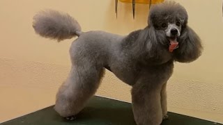 видео: Карликовый пудель, стрижка  картинка: Карликовый пудель, стрижка
