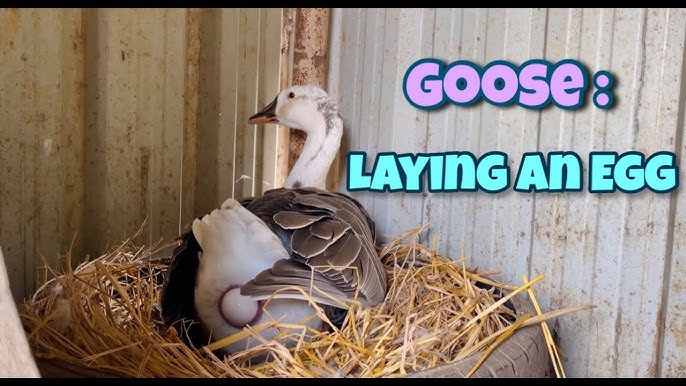 Goose Eggs (Start Finish) - YouTube