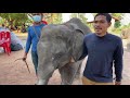 ไปถึงเตะดาวเลย❗️ดาวเอาคืนแทนพี่บัว ❗️elephant