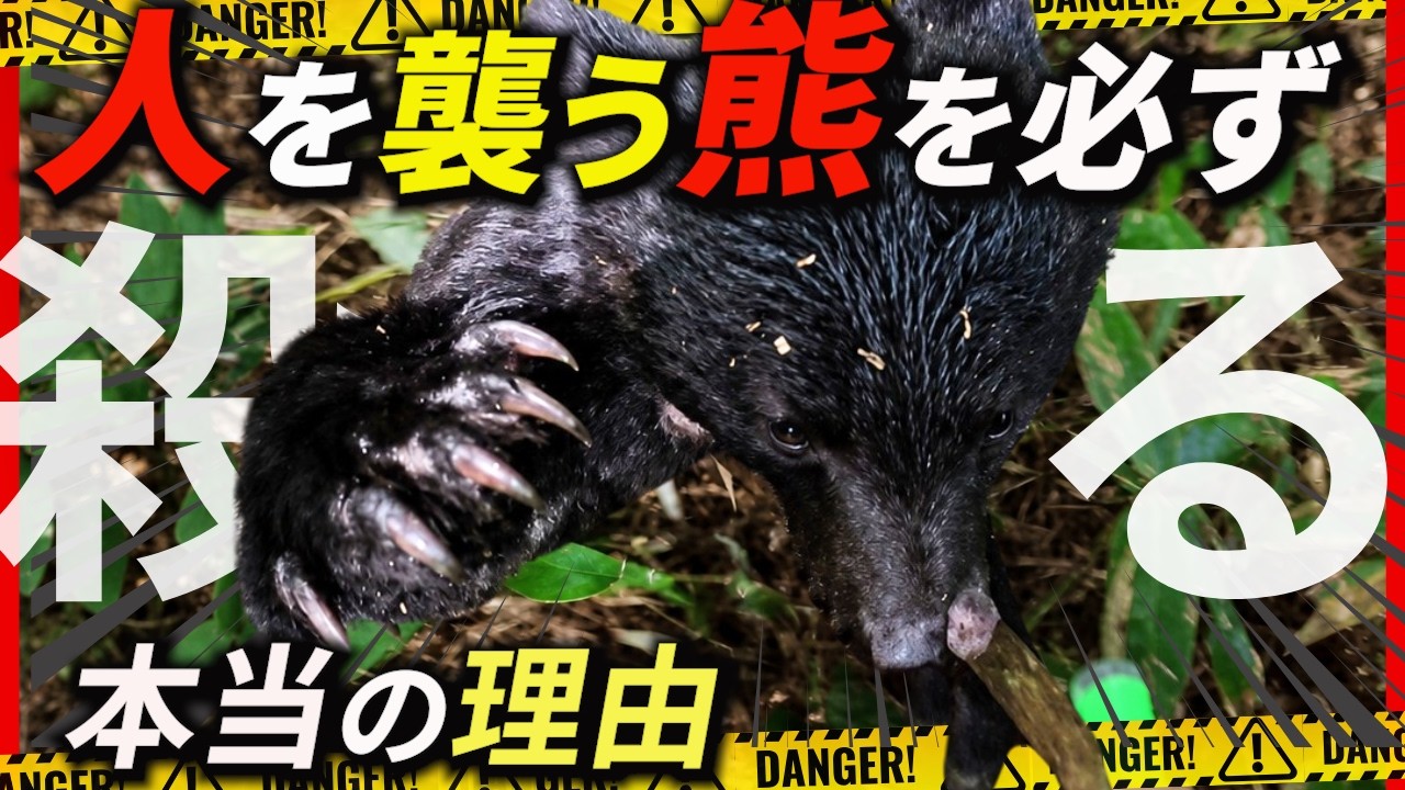 The Bear That Attacked a Person] The Reason It Must Be Taken Down