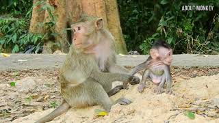 Please Get Me Off Mommy...!!  Baby Monkey Misty No Time to Walk to Enjoy With Other Baby Monkeys