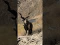 The majestic markhor  national animal of pakistan youtubeshorts