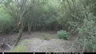 Muntjac Deer running around in Cambs UK 27Apr24 749pm Trail Camera by Aviation Videos & Wildlife FULL HD 15 views 3 days ago 31 seconds