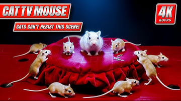 Cat TV Mouse: The Red Stage Challenge – Watch Cats React Instantly! | 8 Hours 4K 60FPS