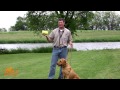 D.T. the Dog Training Video 10 | Conditioning Dogs to Gunfire D.T. the Dog Training Video 10 | Conditioning Dogs to Gunfire