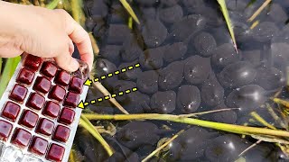 Surprising reaction of Baby toads who saw the Blood worms