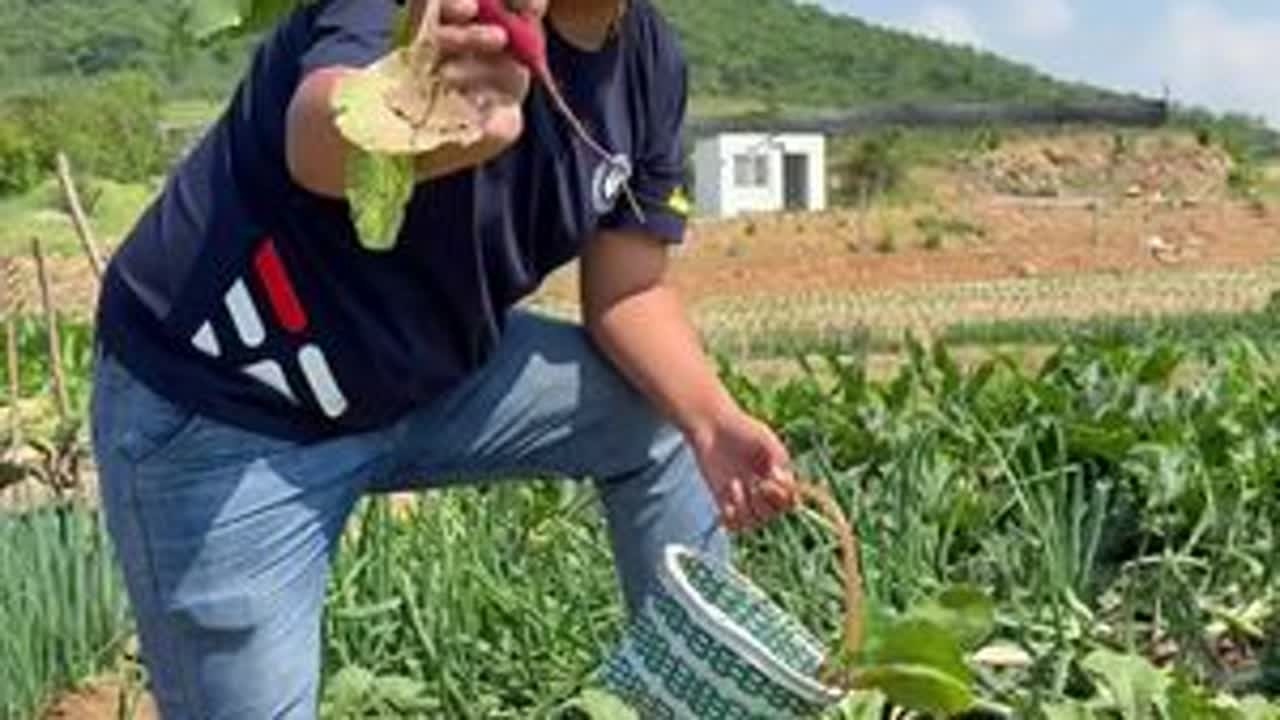 水萝卜饺子大家吃过没？#记录好好的自己 #新农人计划2025 #农村美食 #水萝卜