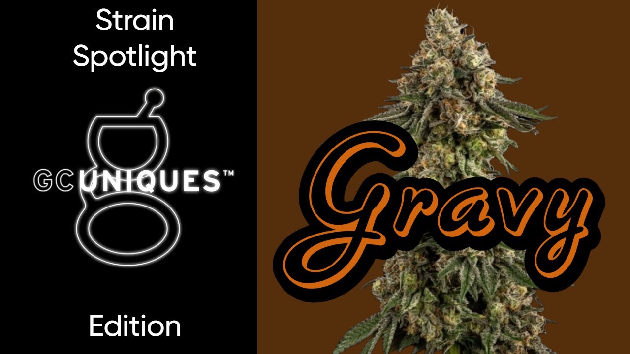 Gravy - Strain Spotlight - GC Uniques Edition