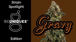 Gravy - Strain Spotlight - GC Uniques Edition