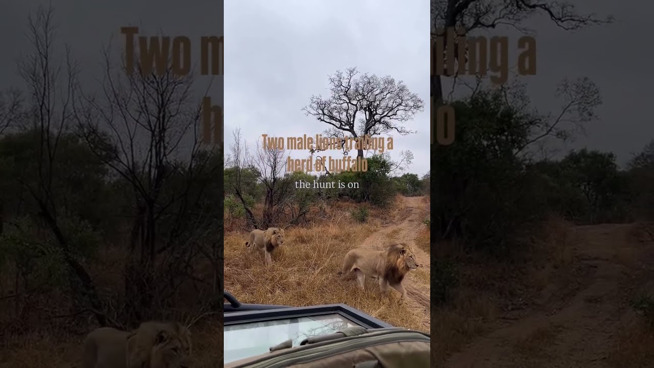 Самец льва Black Dam и самец Avoca ищут добычу | 