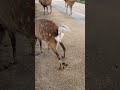 鹿がうんこしていると怒られる#shorts