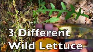 Wild Lettuce: How to Identify 3 Different Species(Canadensis, Serriola, Virosa)