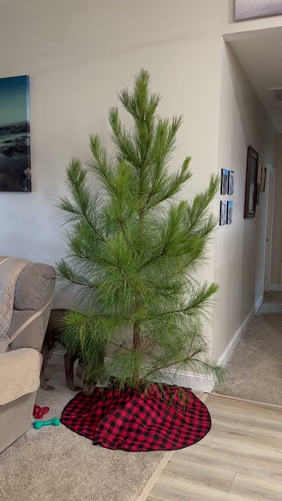 $169 for a tree NO WAY