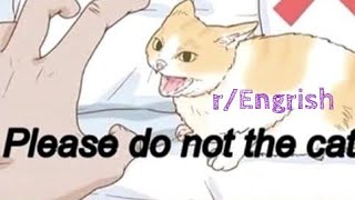 Please do not the cat | (r/engrish) Profile
