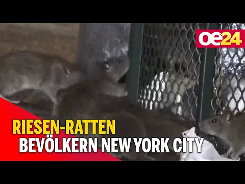 Video: Riesige Ratten Aus New York Haben Keine Angst Vor Menschen