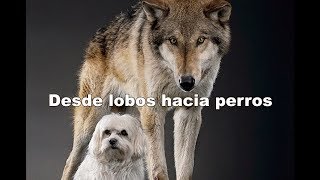 Desde lobos hacia perros Parte 1