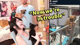 Mizkifs dogs escape - Emiru takes in a fugitive