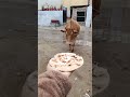 #gaumata 🙏🙏#trending #shortvideo