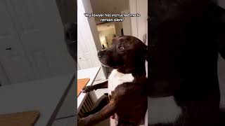 He pleads the fifth! 🤣🤣 #Staffy #Dogs #Funny #Fail