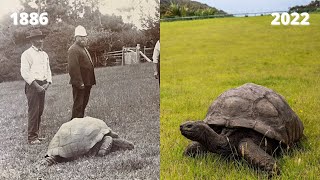 jonathan the tortoise is the world’s oldest