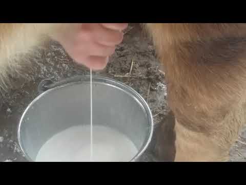 ASMR milking Cardamom