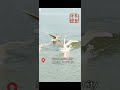 Migratory swans spend time in C China&#39;s Sanmenxia