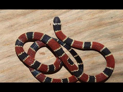 Cobras venenosas do Brasil | Serpentes peçonhentas