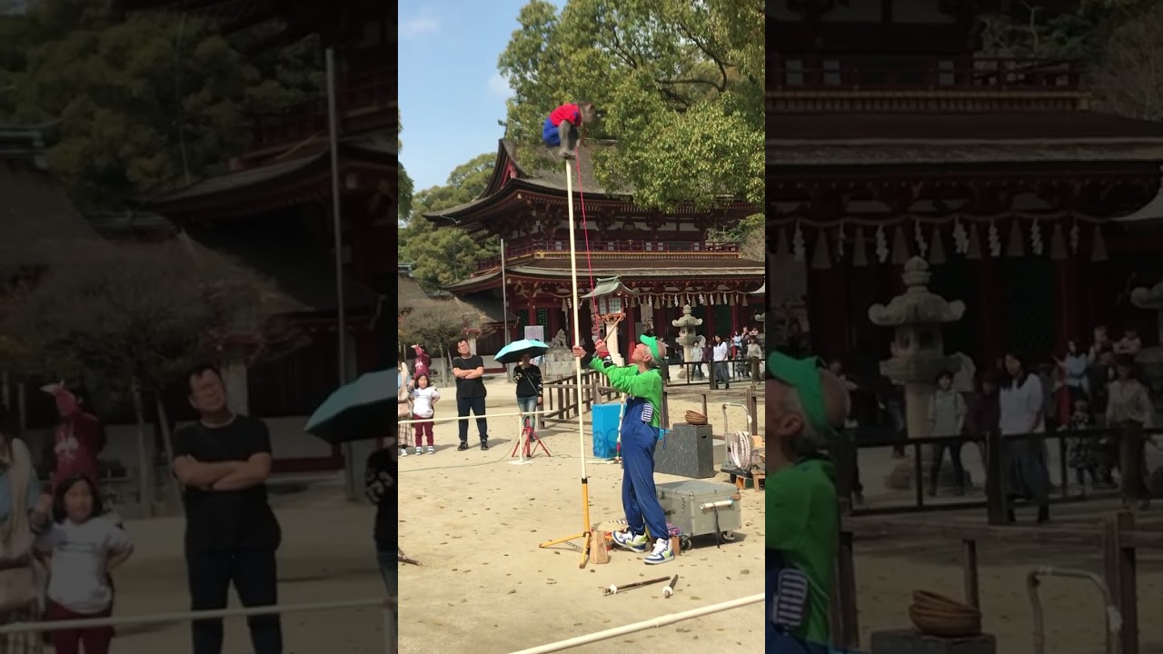 Cute Japanese Monkey | Animal planet