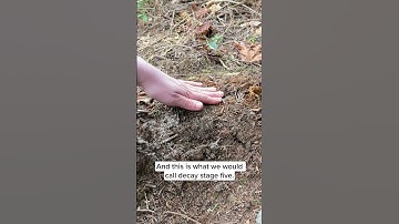 Mycelium and the regenerative cycles of nature