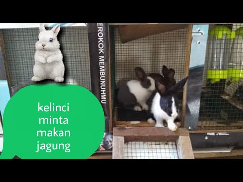 Video: Membiakkan Dan Memberi Makan Kelinci