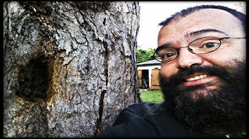 Tree Trap Out = (Forced Abscond) = Success