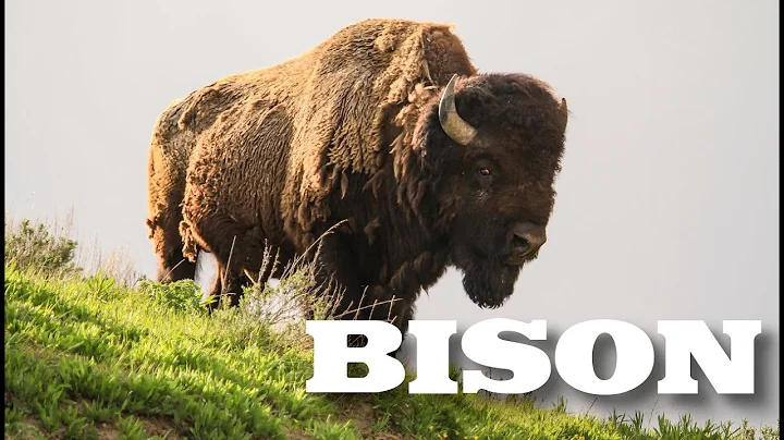 All About American Bison (aka Buffalo) for Kids - Animal Videos for Children - FreeSchool - DayDayNews