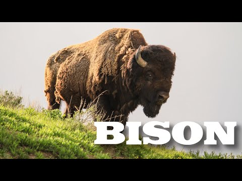 All About American Bison (aka Buffalo) for Kids - Animal Videos for Children - FreeSchool