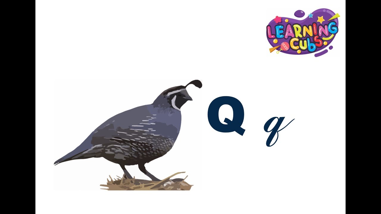 Show N Tell Part 1 Letter Qq Quail YouTube