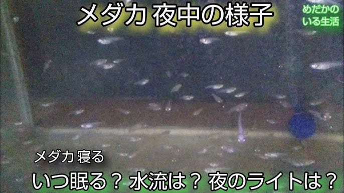 Jbppnz7goa5yam Jbppnz7goa5yam
