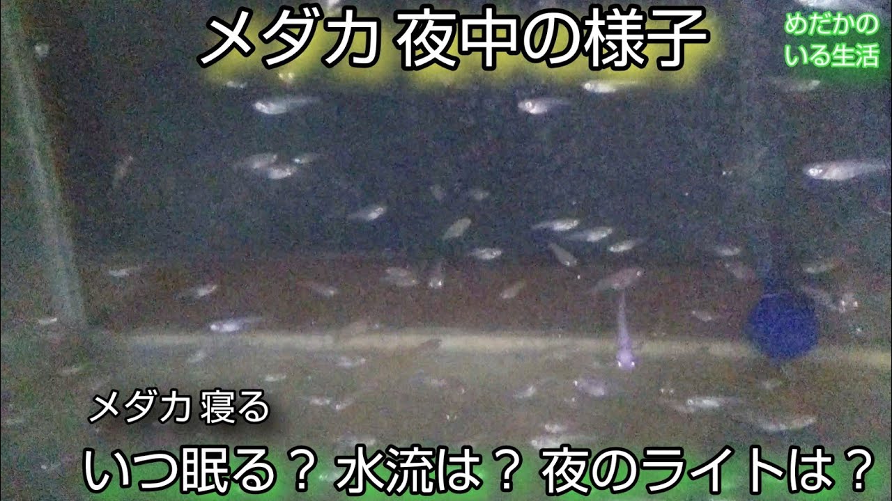 メダカ 寝る 夜の様子 23時30分 エアレーションは ライト 水流は 次の日の朝の様子 ダイソー100均 発泡板で見やすくしました Youtube