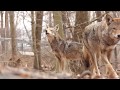 Critically endangered red wolf howls
