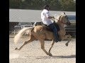 Reserve World Champion Speed Racking Stallion Ridgerunner's Doc Holiday