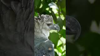La Enorme Águila Harpía      #animales #video #youtube #fypシ #fy #viral #shorts  #aves #youtube