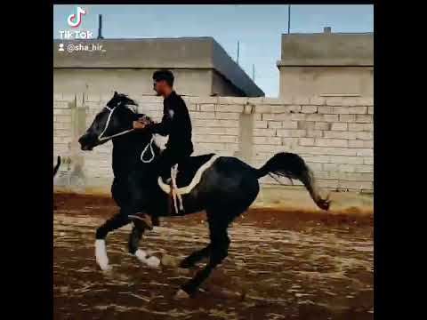 خاوينا ابشر نحميك