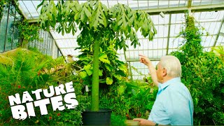 David Attenborough Uncovers Nature's Record-Breaking Plant! | Nature Bites image